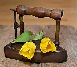 郁金香,花,schnittblume