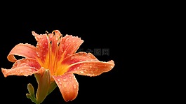 黃花菜,開花,萱草