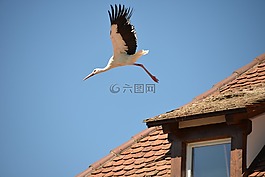 鸛,鳥,動(dòng)物