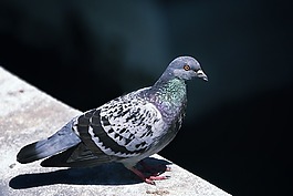 鴿子,鳥,墻