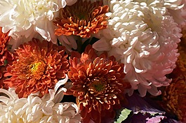 菊花,花束,鮮花