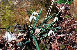 斯諾德羅普,開(kāi)花,春天的花