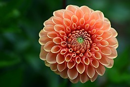 嬌琴紗,三文魚,花花園