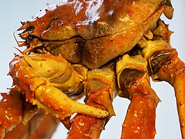 癌癥,魚,生物