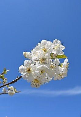 櫻桃,鮮花,盛開