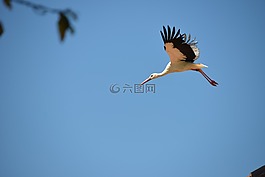 鸛,鳥,動(dòng)物