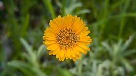 性質(zhì),植物,花