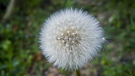 蒲公英,性質(zhì),植物