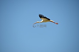 鸛,鳥,動(dòng)物