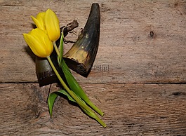 郁金香,鮮花,黃色