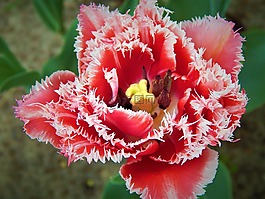 郁金香,makrosemka,鮮花