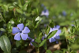 花,藍(lán)色,綠色