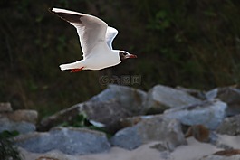 海鷗,性質(zhì),夏天
