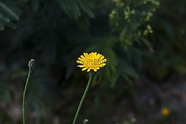 性質(zhì),植物,花