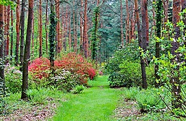 森林,植物園,性質(zhì)