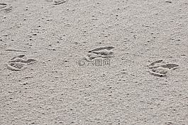 痕跡,沙,鳥