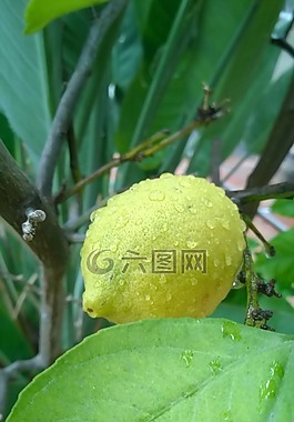 檸檬,水果,雨滴