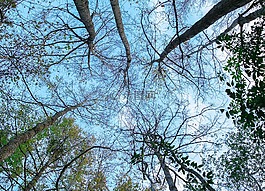樹,天空,秋