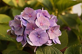 花,開(kāi)花,夏季