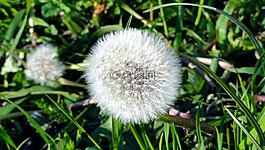 春,蒲公英,太陽