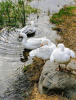 鵝,野生動物,多