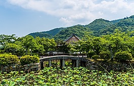 嵐山,日本,荷花池