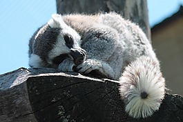 狐猴,睡眠,動(dòng)物
