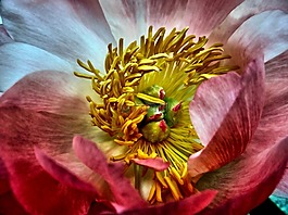 牡丹,雌蕊,花