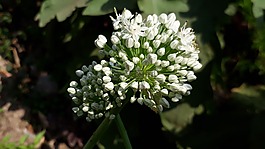 自然,花,植物區(qū)系