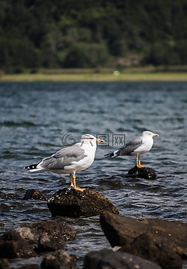 海鷗,湖,公園