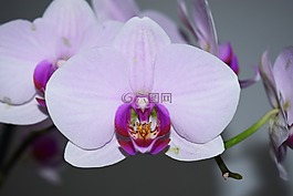 花,蘭花,鮮花