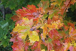 葉子,紅色,秋