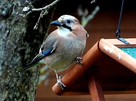 杰伊 ·,鳥,鳴鳥