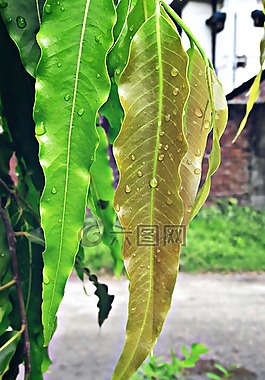 植物,葉,樹