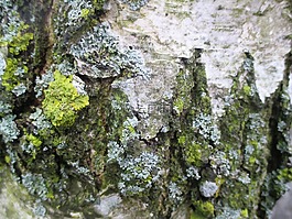 編織,樺木,吠