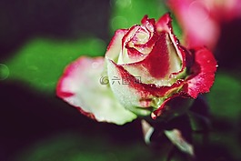 玫瑰,花,夏季