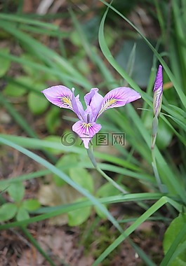 花卉,森林,叶