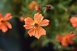花,植物區(qū)系,自然