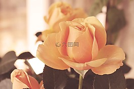 年份,開花,鮮花