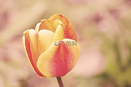 年份,開花,鮮花