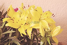 年份,開花,鮮花