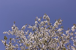 開花,櫻桃,盛開