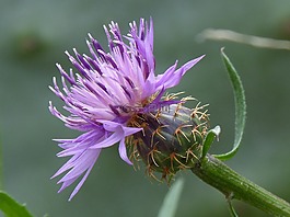 薊,詳細(xì),美