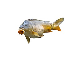 鯉魚,釣魚者,菲舍爾