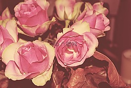 年份,開花,鮮花