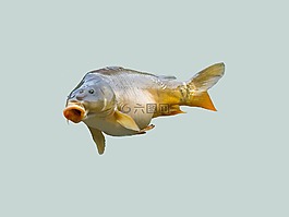 鯉魚,魚,釣魚者