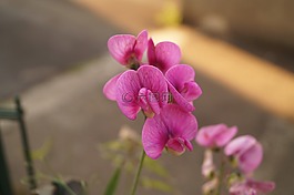 花,開花,粉紅色