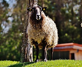 羊,羊毛,動(dòng)物