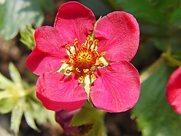 草莓花,紅色,春天