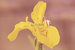 年份,開(kāi)花,鮮花